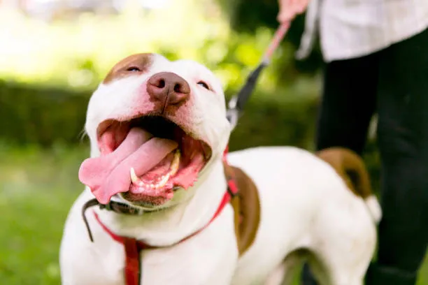 American Bulldog Animal Rescue​