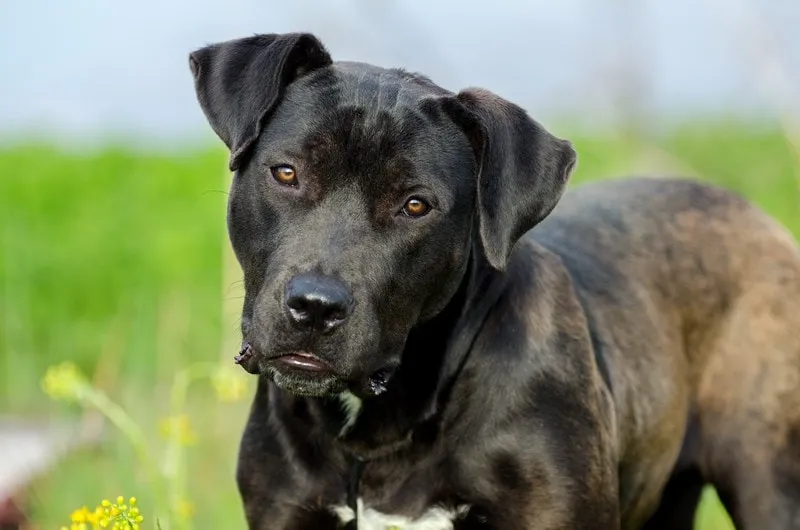 American Bulldog Black Lab Mix