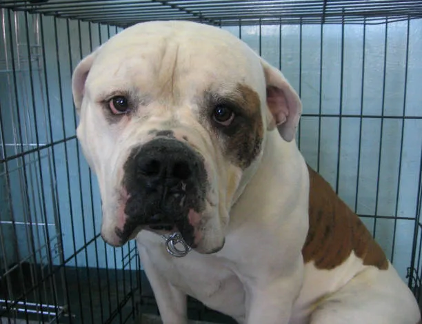 American Bulldog English Bulldog Mix​