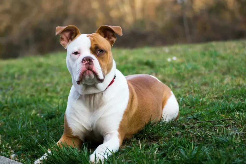 American Bulldog Johnson Breed​