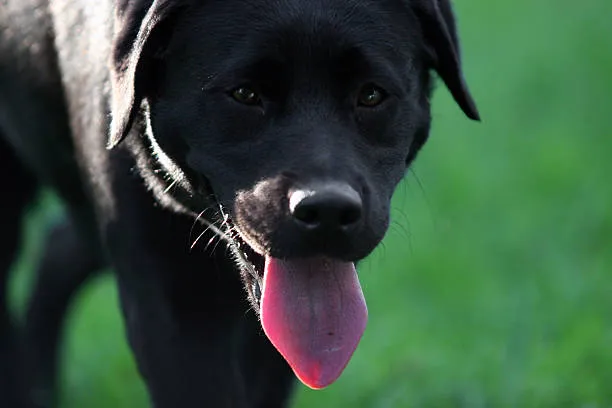 American Bulldog Labrador Mix​