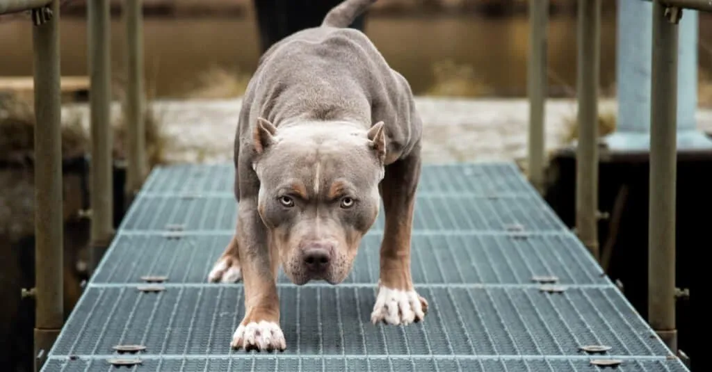 American Bulldog Pitty Mixs