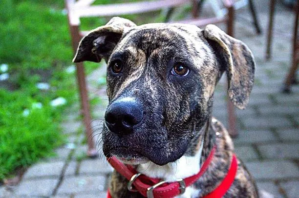 American Bulldog Shepherd Mix