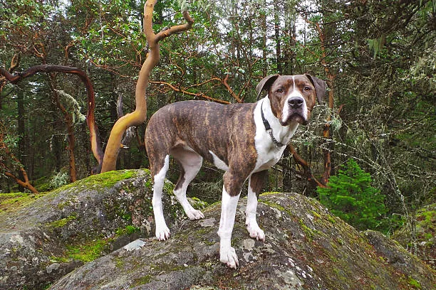 American Bulldog With Pitbull Mix​