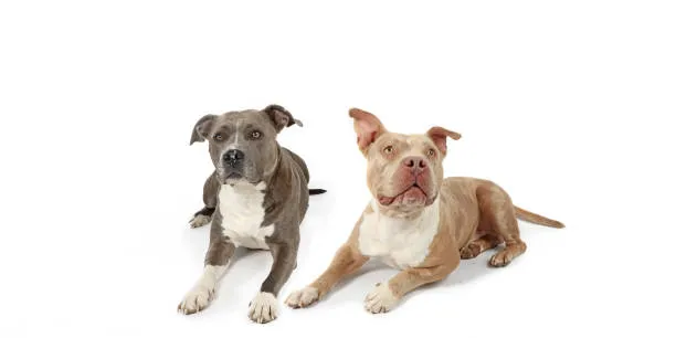 American Bulldog vs English Bulldog