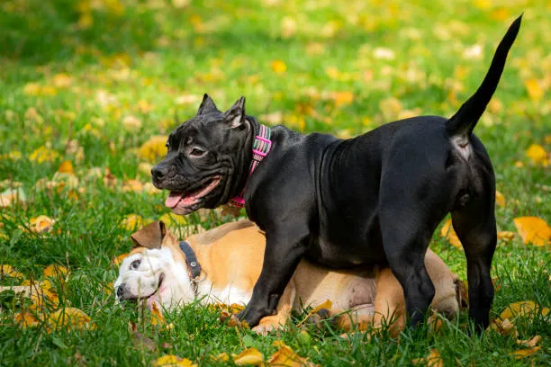 American Bully/American Bulldog Cropped Tail​