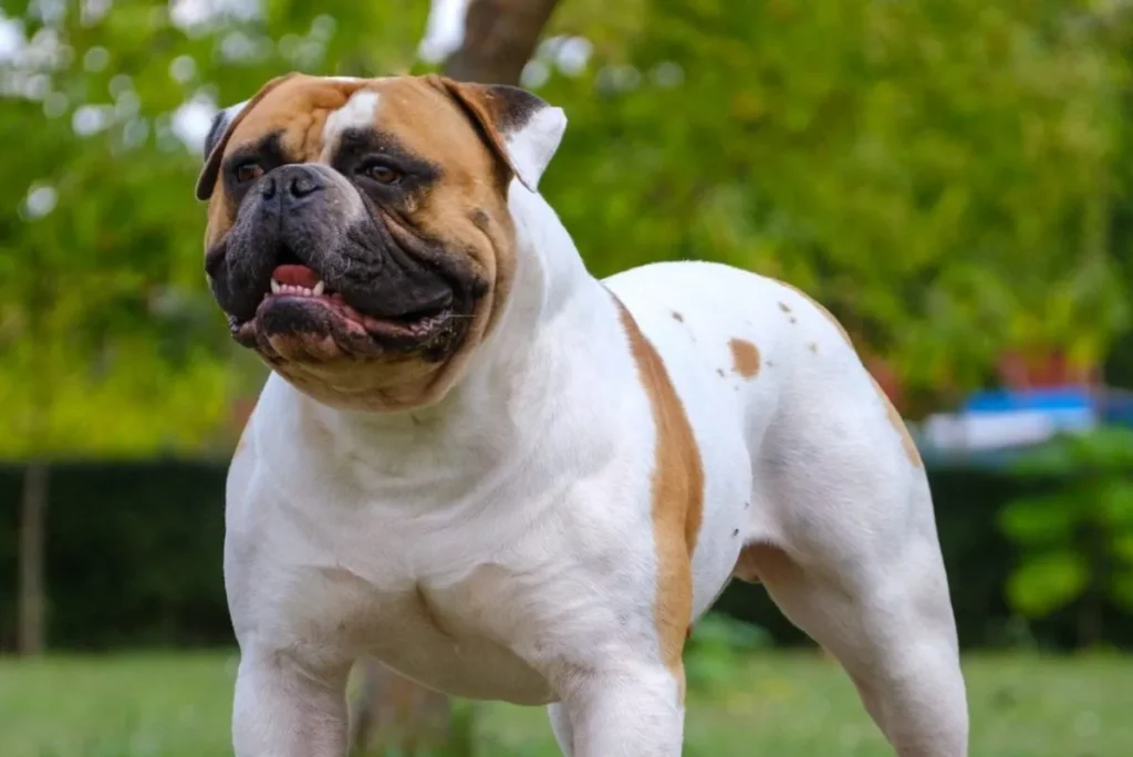 Brindle American Bulldog​
