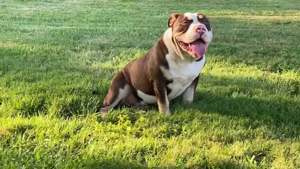 English Bulldog American Bully Mix