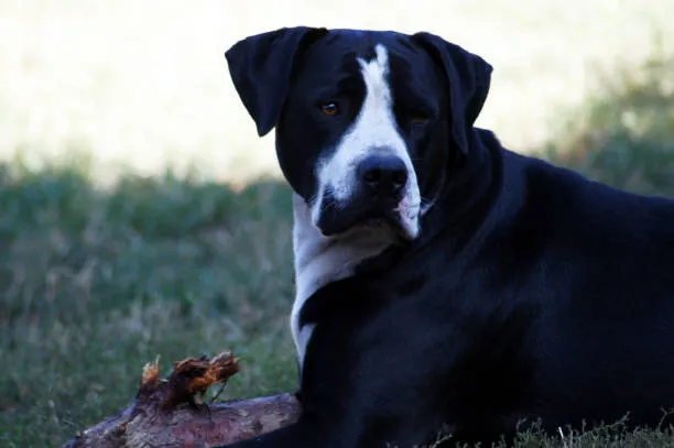 Lab Mix With American Bulldog​