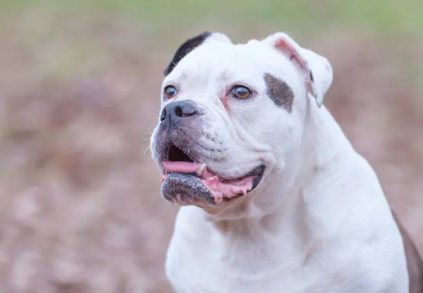 english bulldog american bully mix