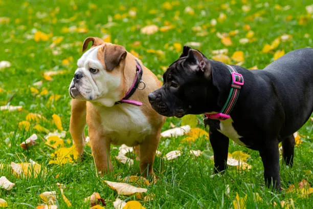american bulldog vs english bulldog​