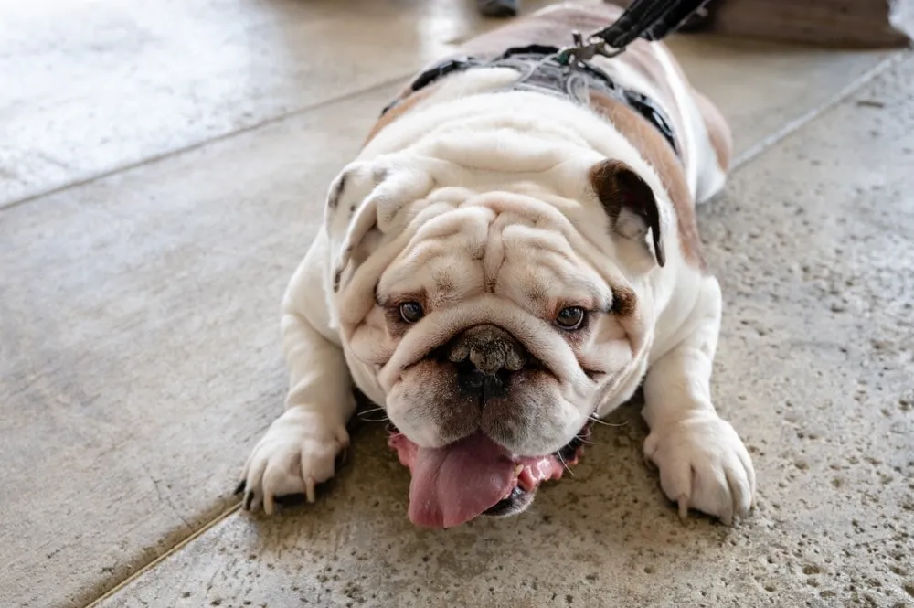 english bulldog american bully mix