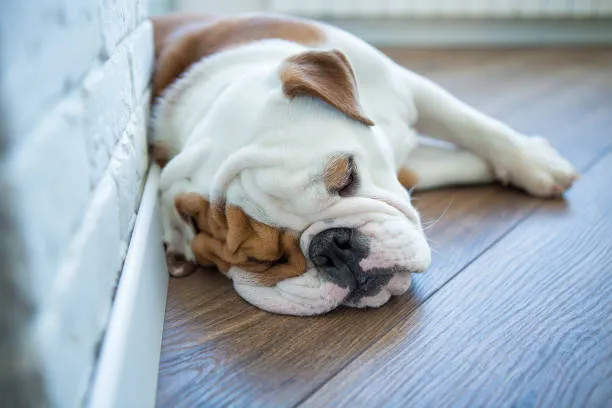 English Bulldog American Bully Mix