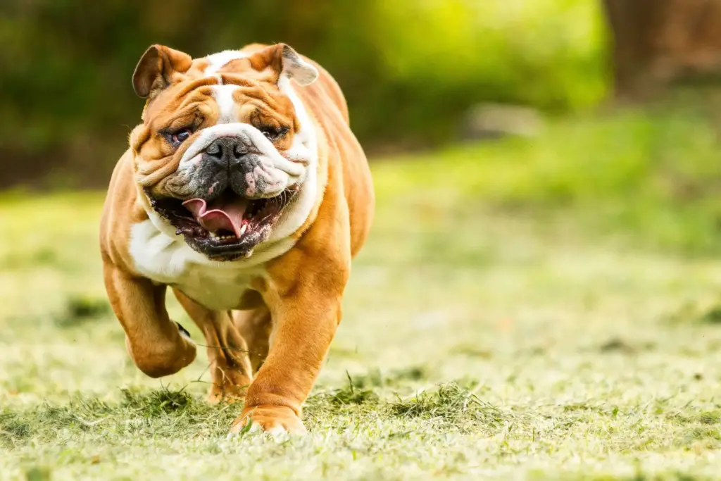 American Bulldog English