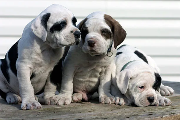 American Bulldog Puppies for Sale​