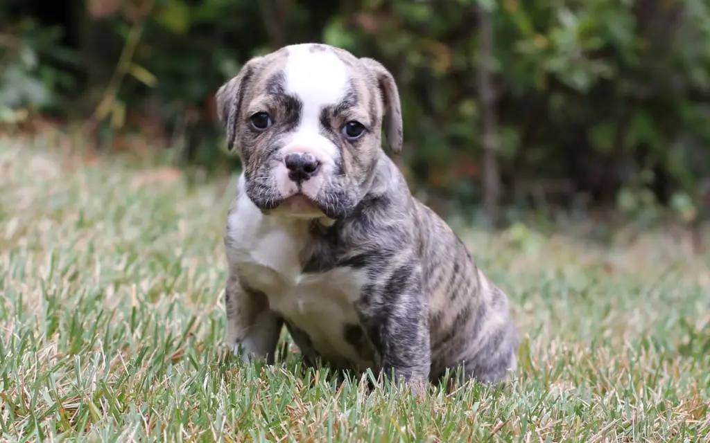 American Bulldog Puppy​