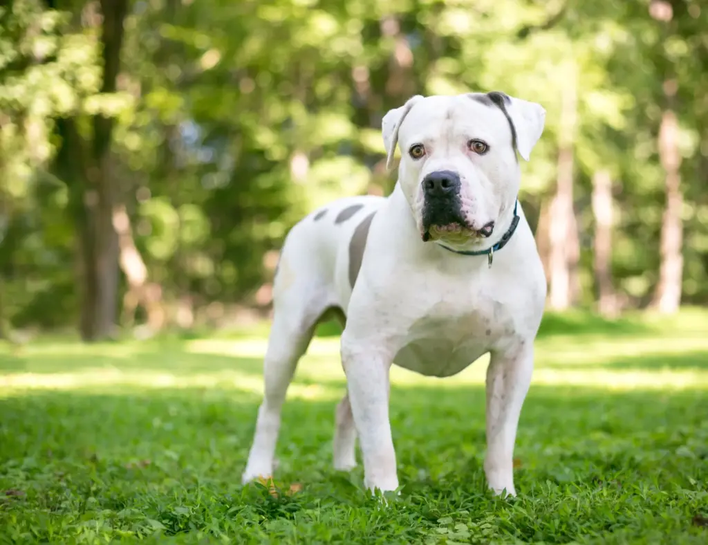 American Bulldog Rescue