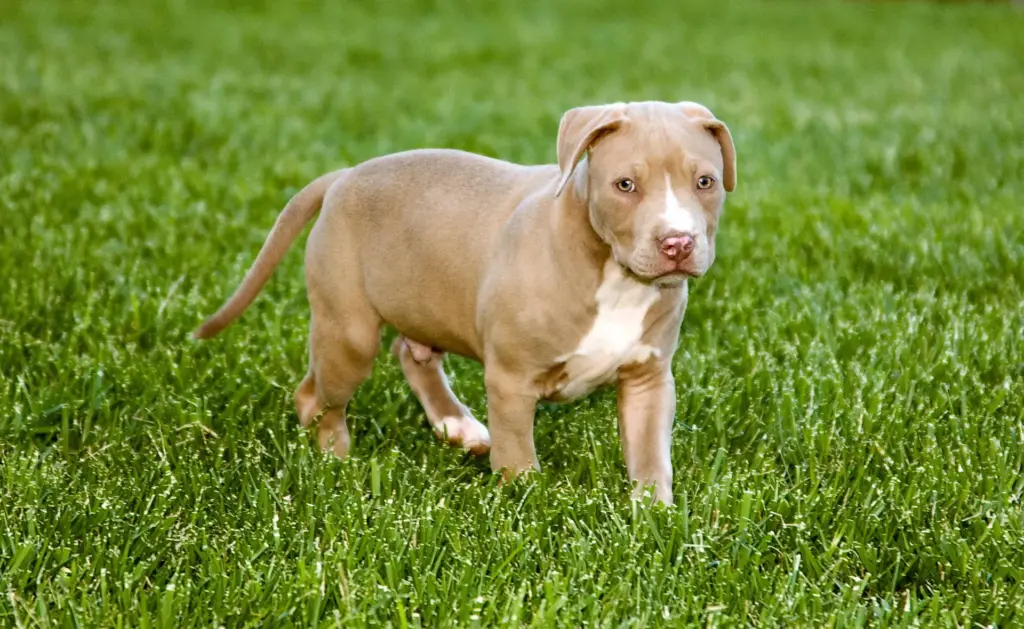American Bulldog and Pitbull Mix Puppies