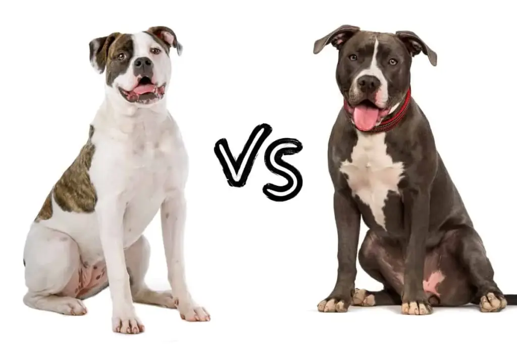 American Bulldog vs Pitbull