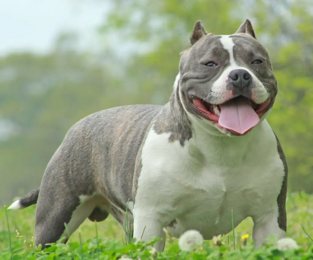 American Bully Bulldog Mix​
