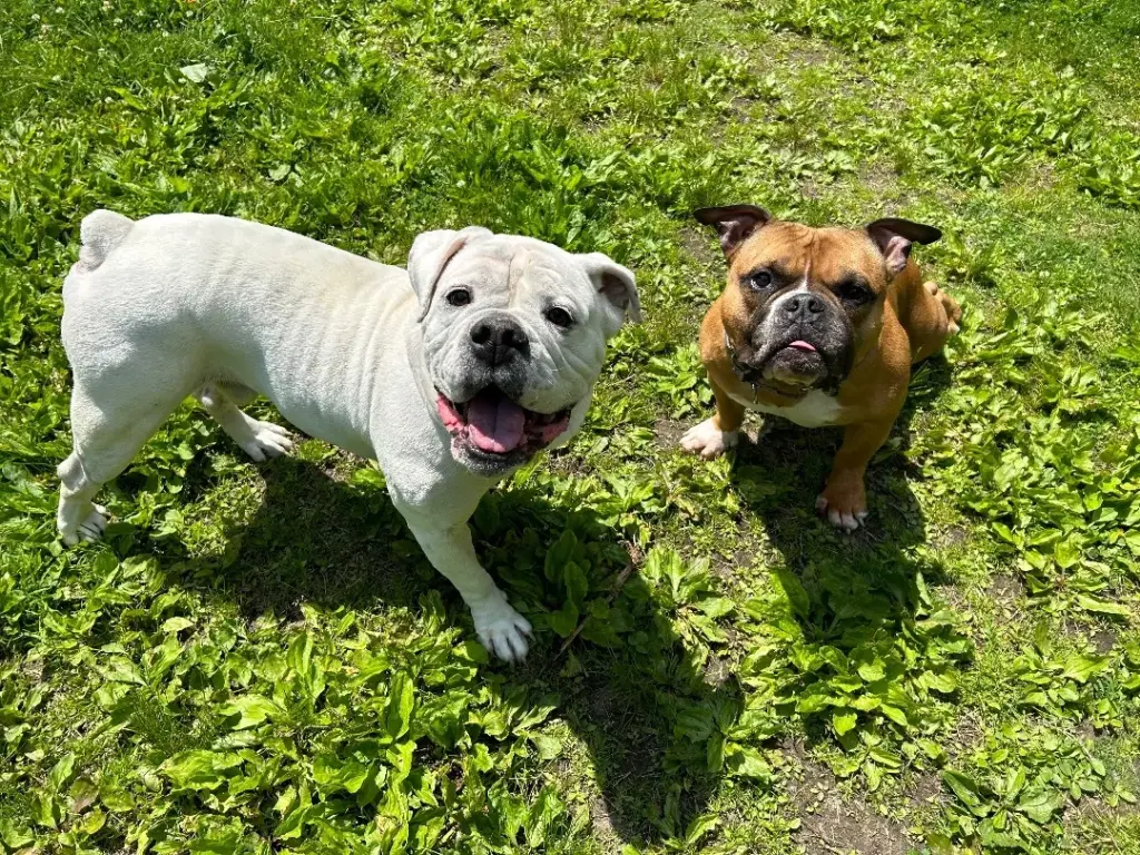 American and English Bulldog Mix