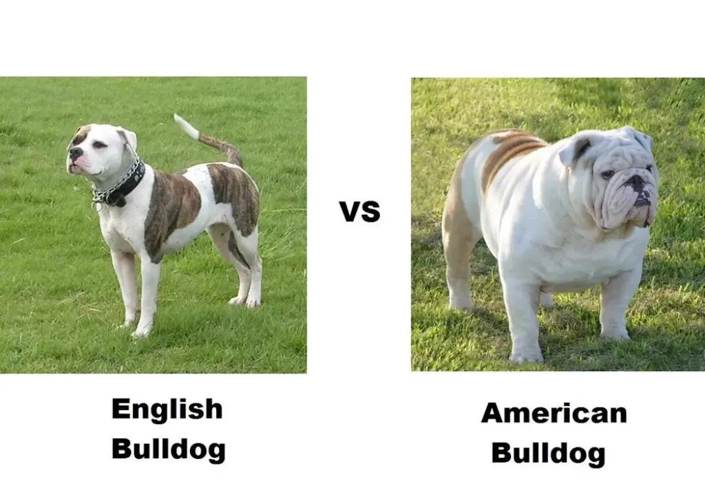 English Bulldog vs American Bulldog
