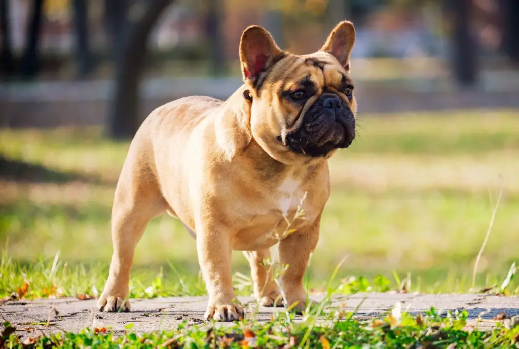 French Bulldog American Bully Mix