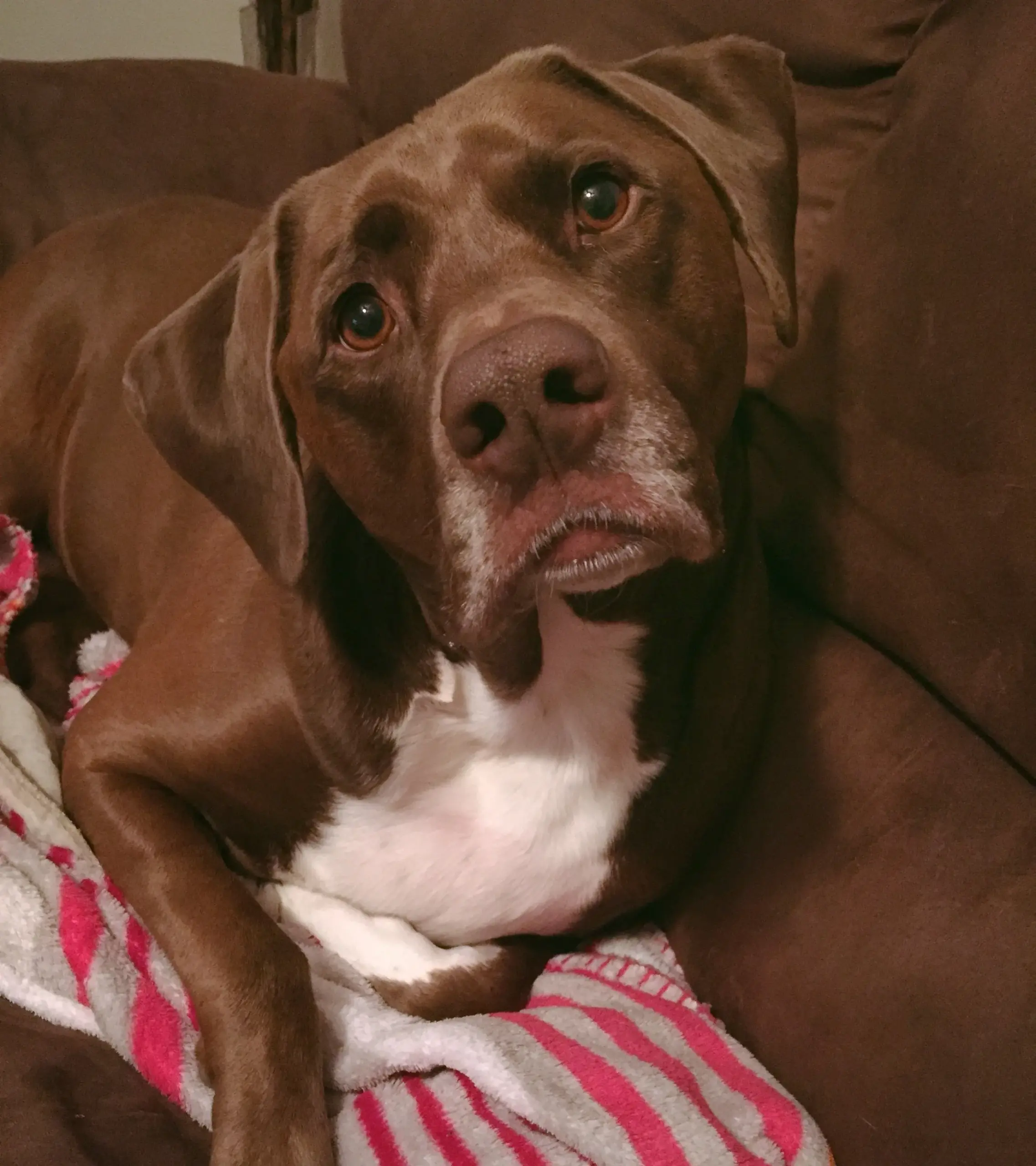Lab Mixed With American Bulldog