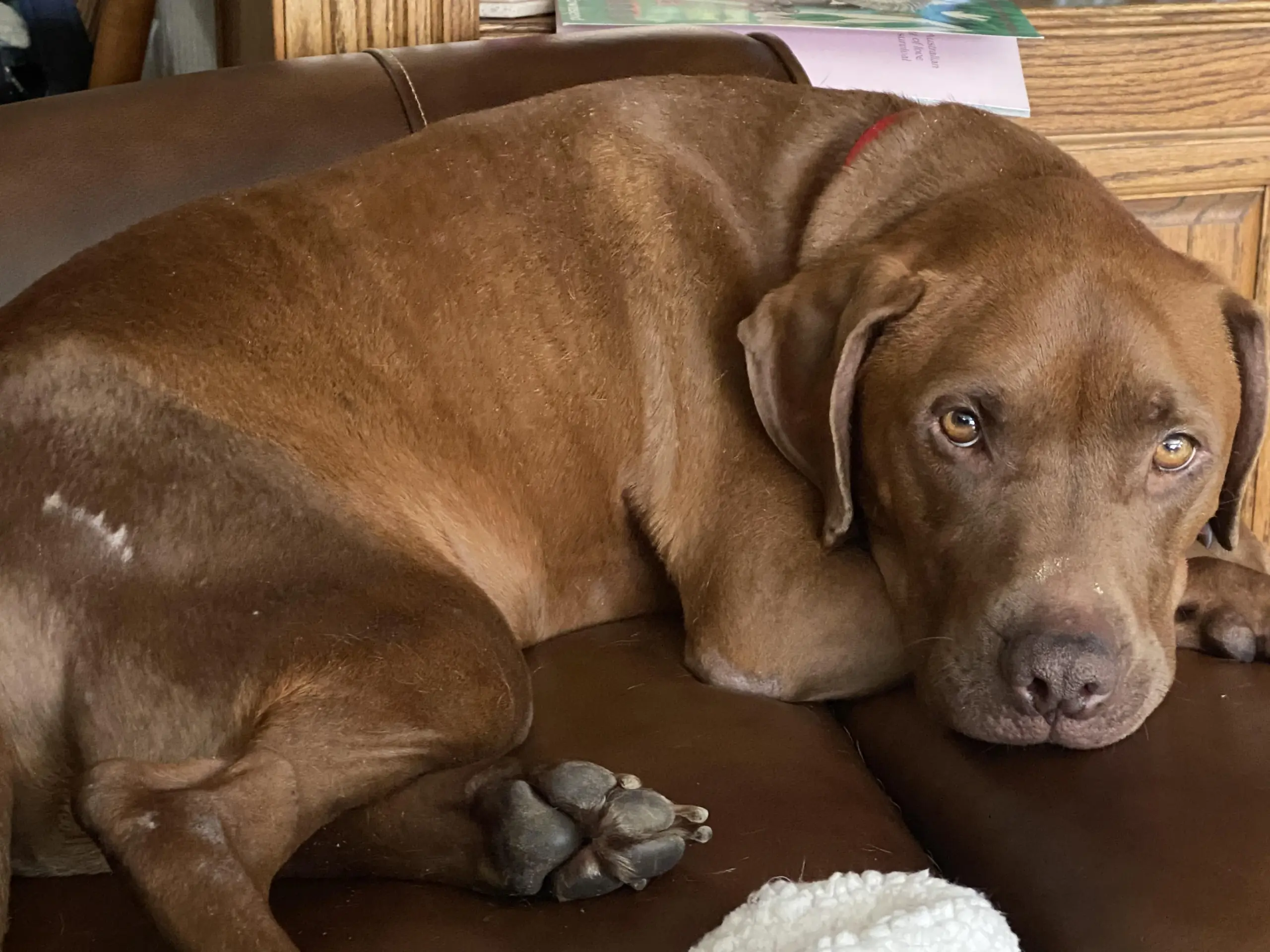 Lab Mixed With American Bulldog