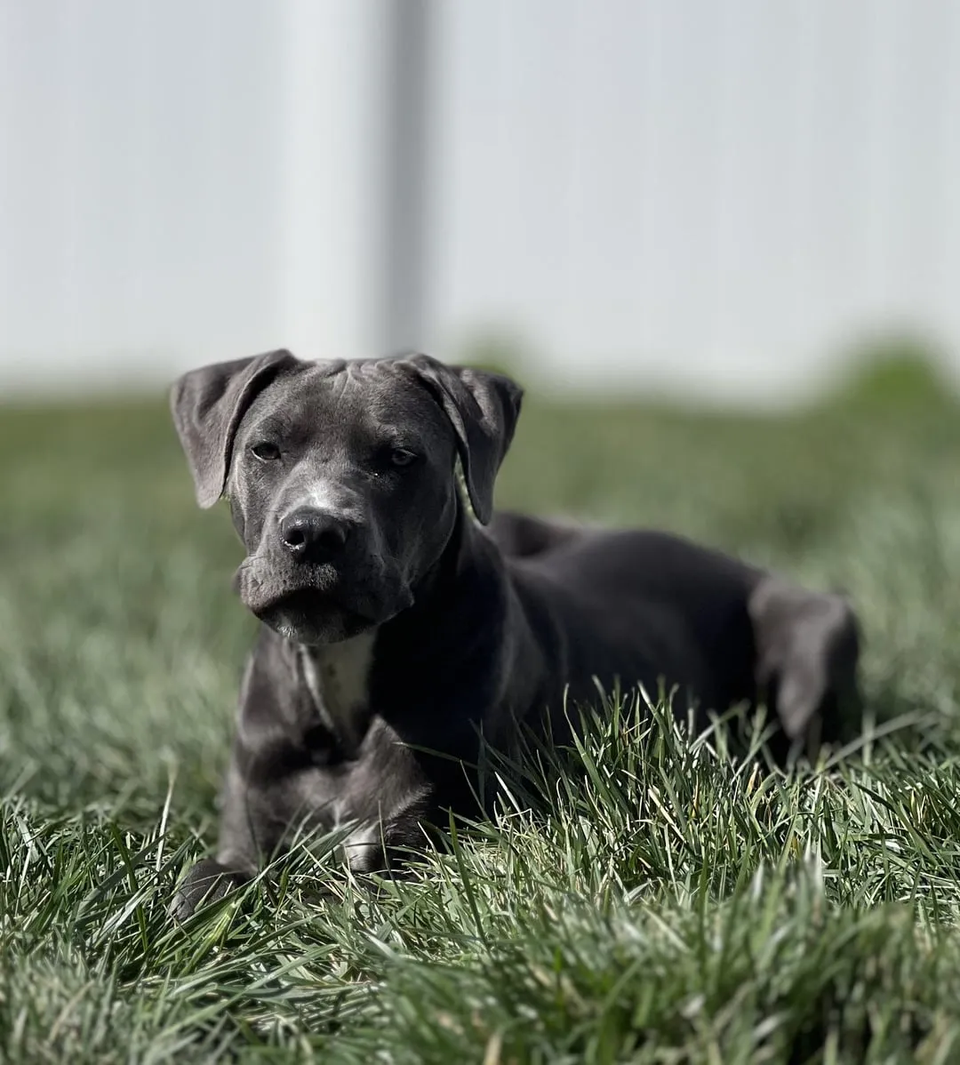 Lab Mixed With American Bulldog