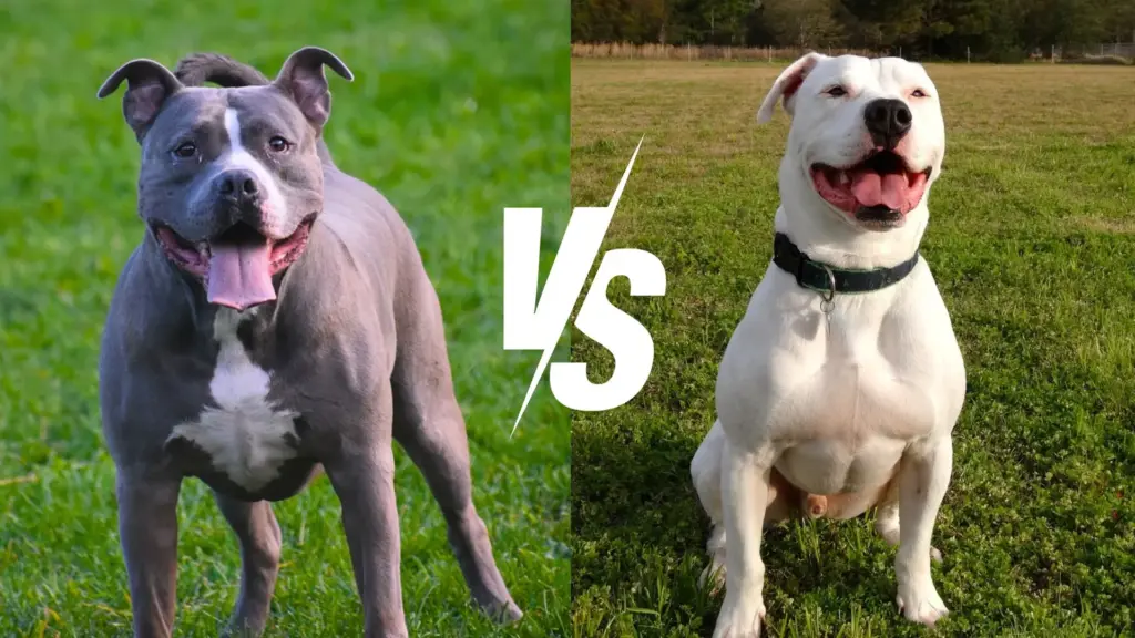 The American Pitbull and American Bulldog Mix