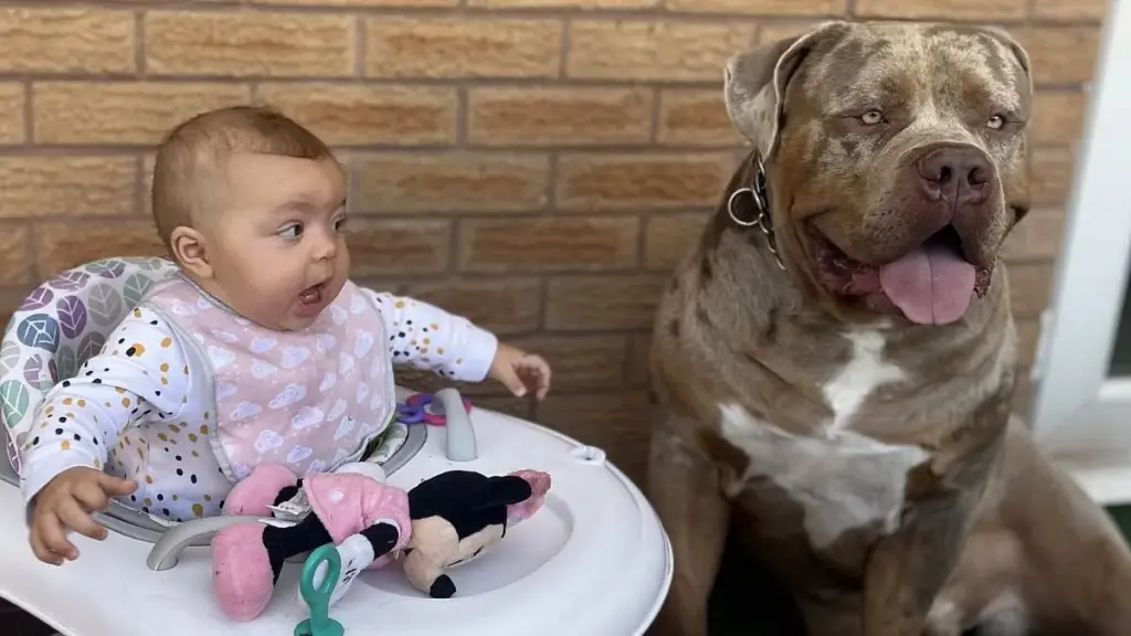 Why Are American Bulldogs Referred to as Nanny Dogs?