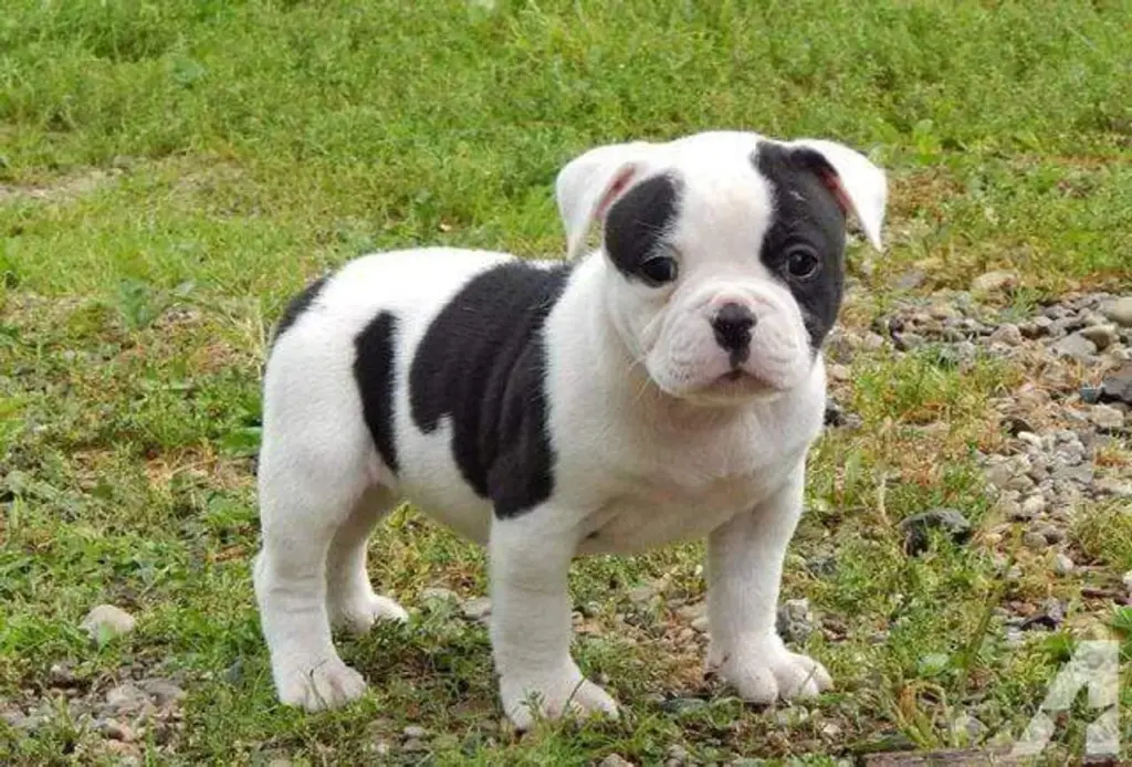american bulldog mixed with pitbull puppies​
