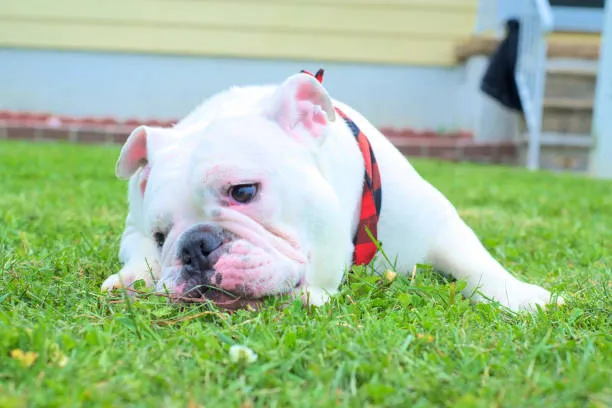 american bulldog puppies white​
