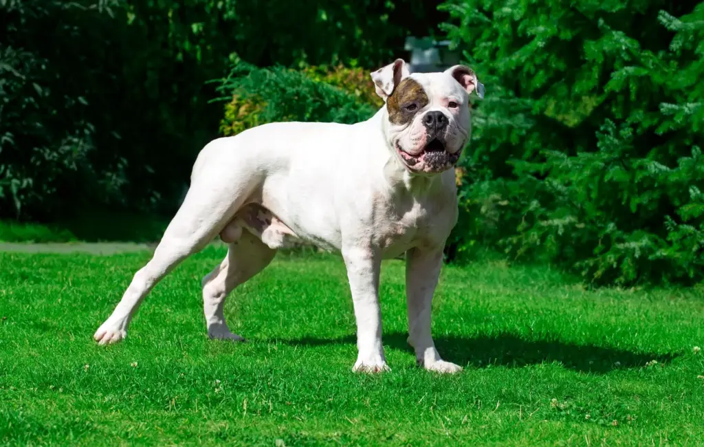 how long does an american bulldog live