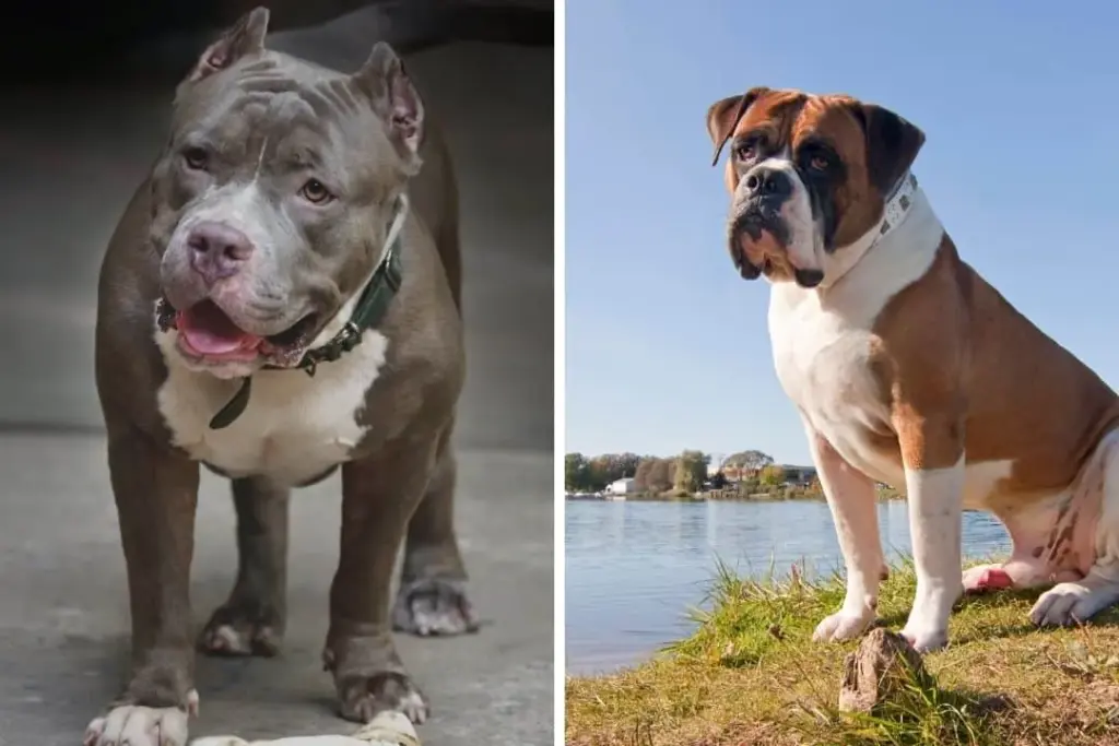 pitbull and american bulldog mix breeds