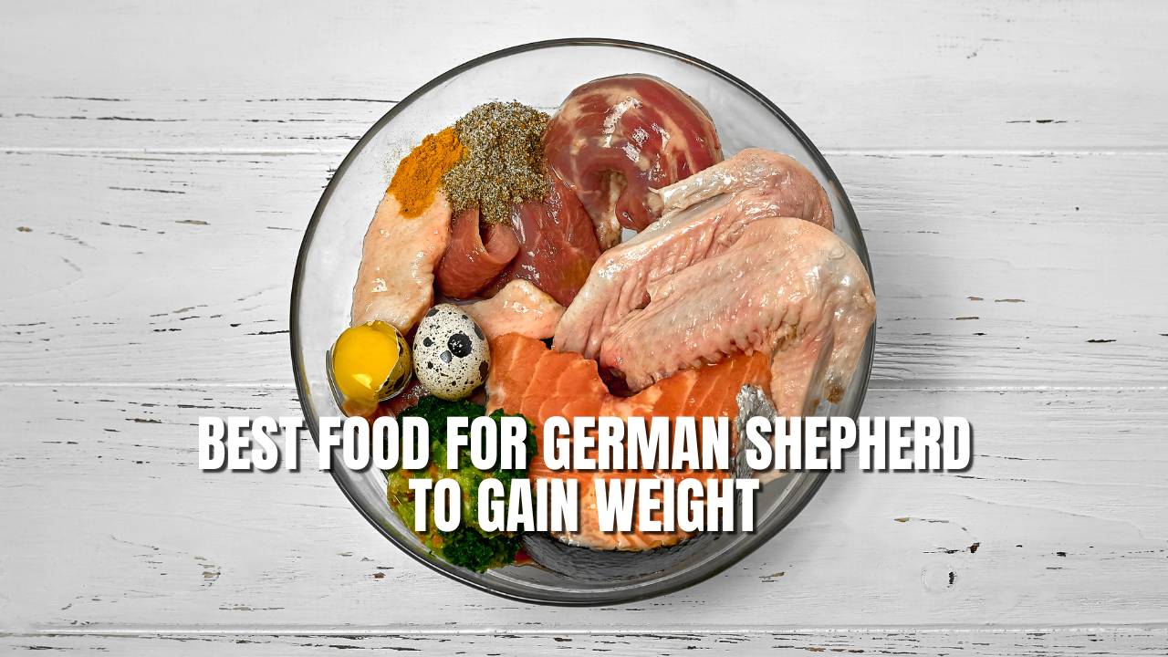 best food for german shepherd