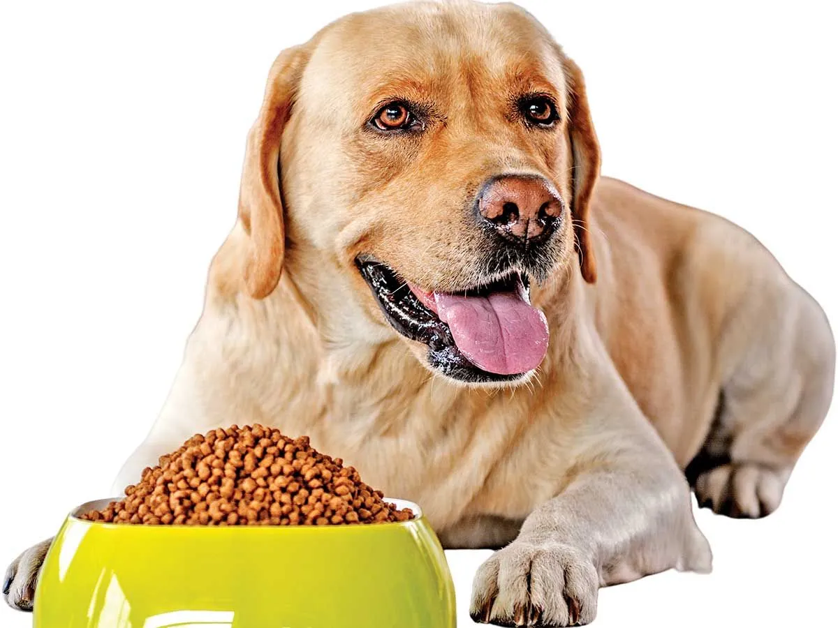 Victor Dog Food