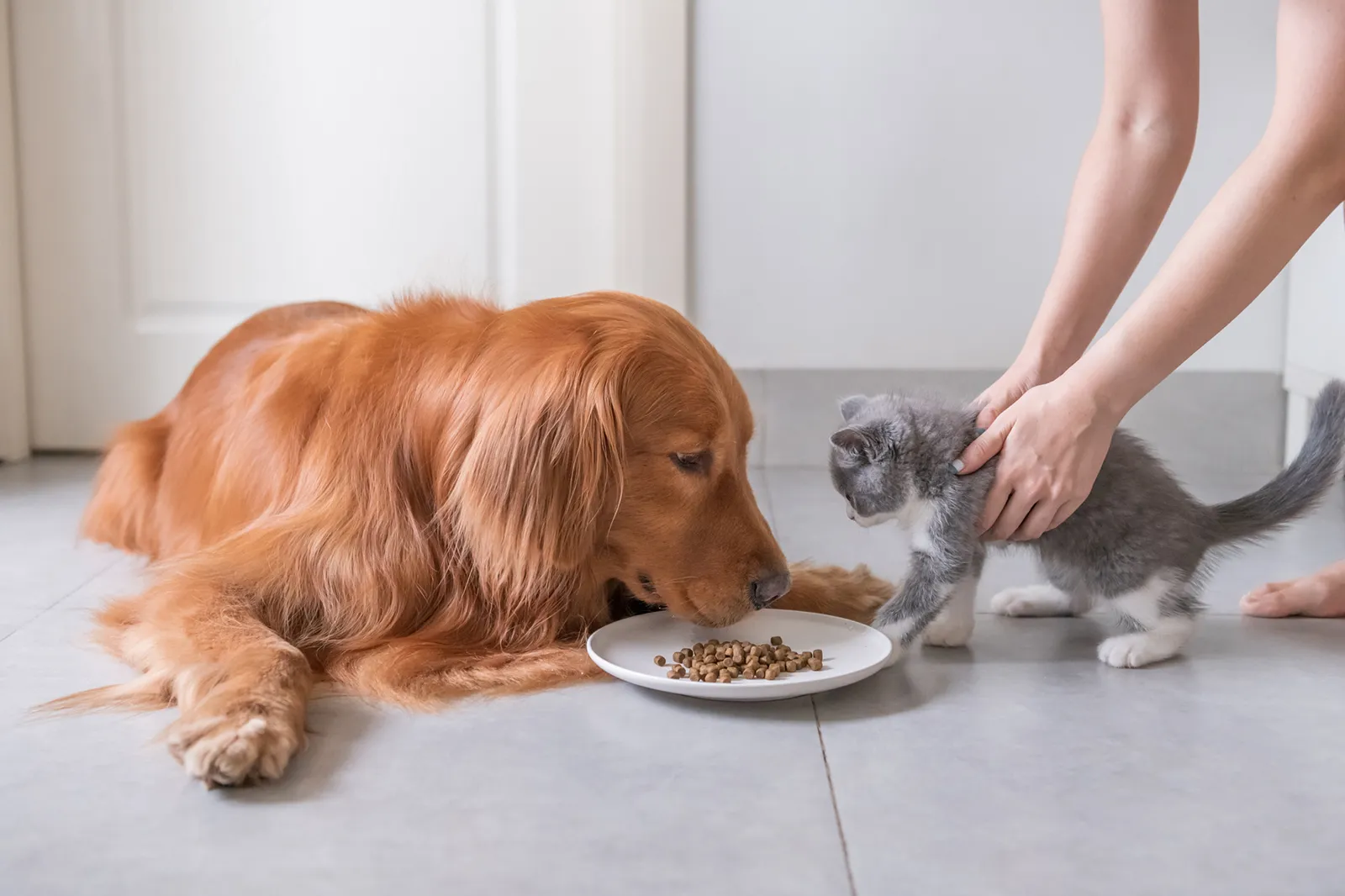 Can Cats Eat Dog Food?