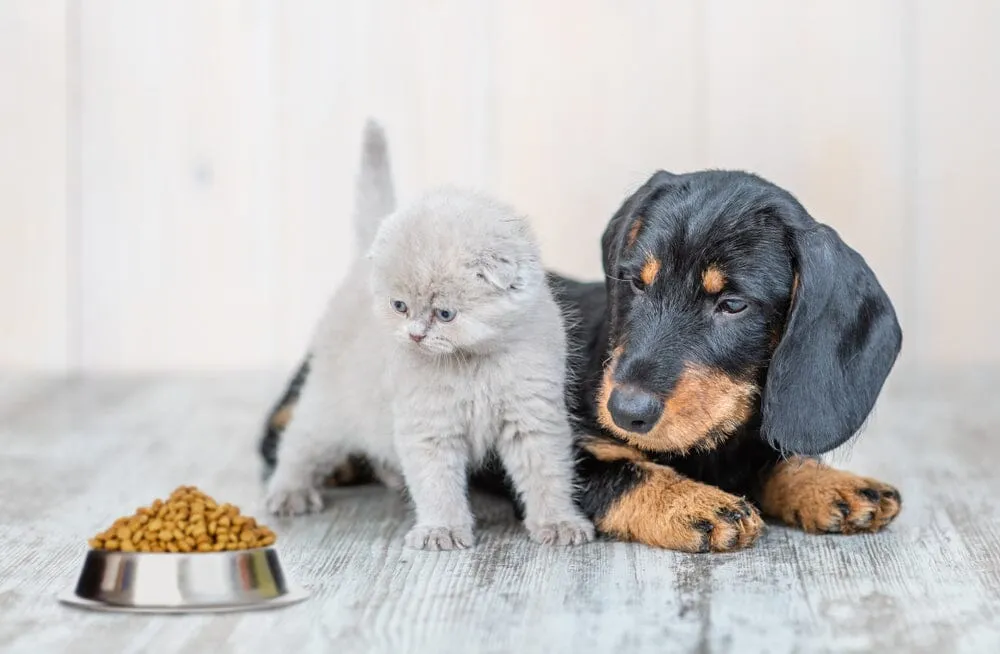 Can Cats Eat Dog Food?