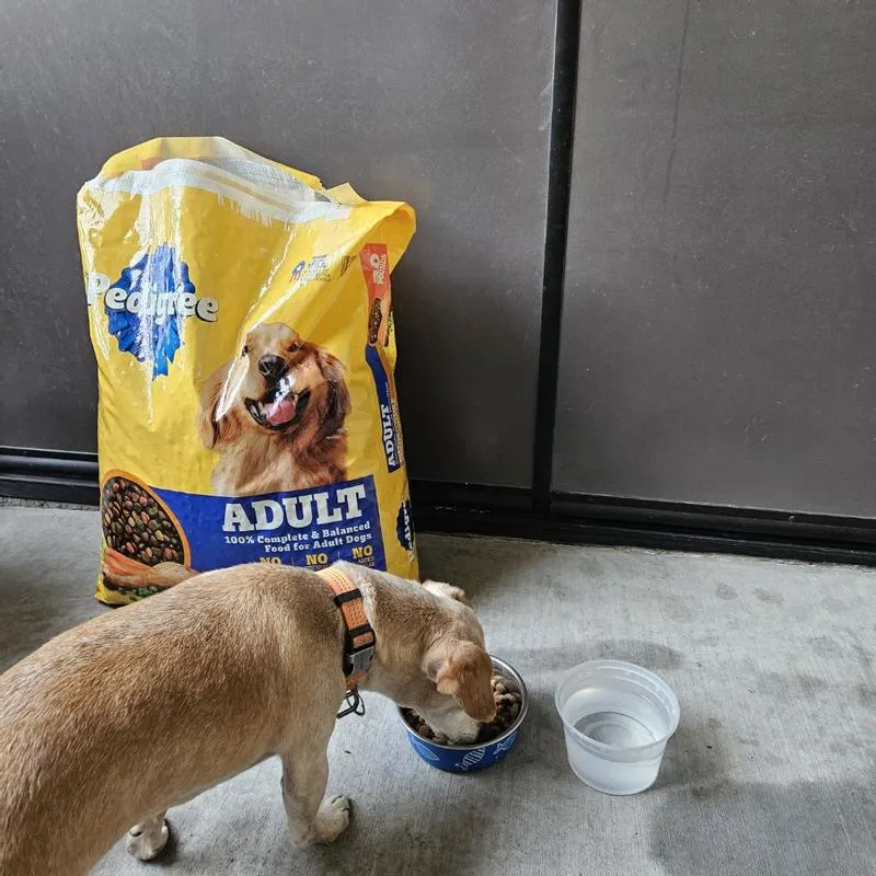 Pedigree Dog Food