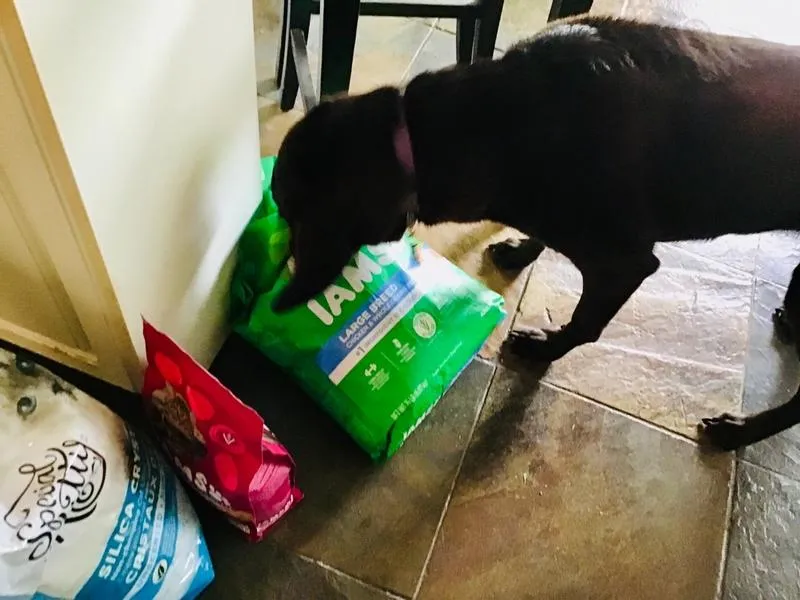 Iams Dog Food