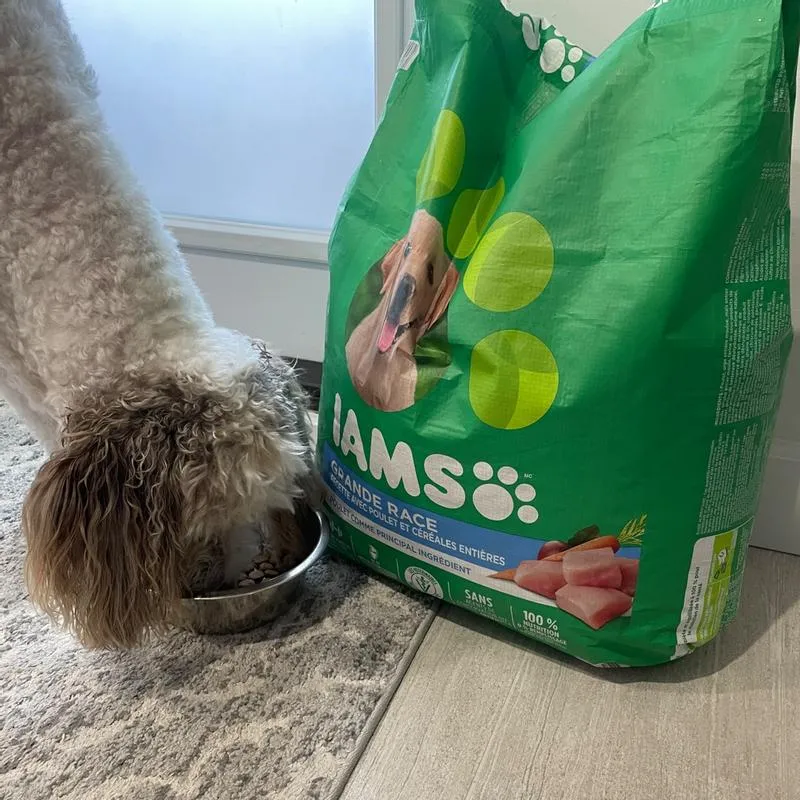 Iams Dog Food