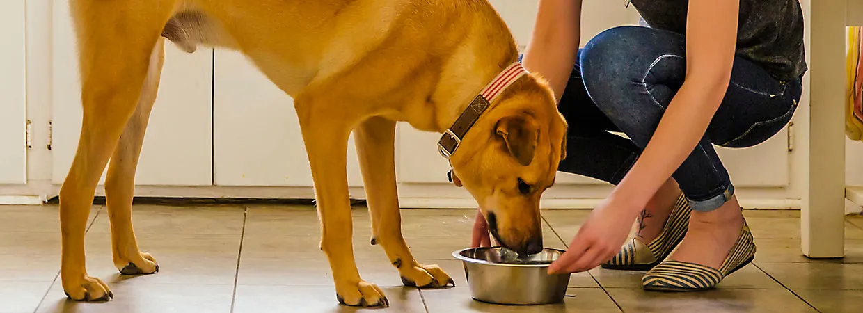 Gentle Giants Dog Food