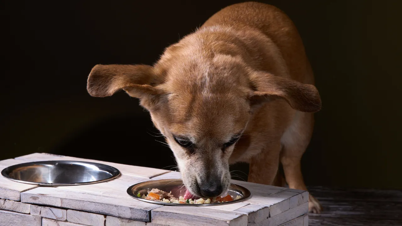 Hydrolyzed Protein Dog Food