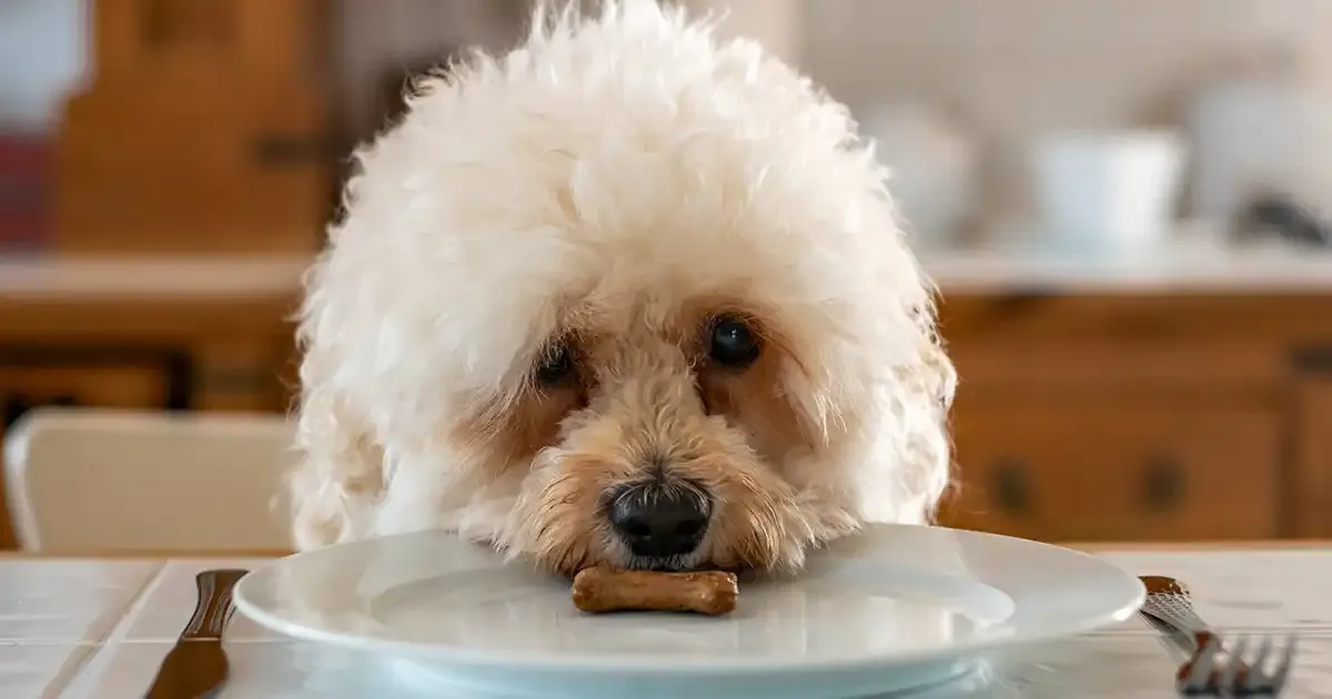 Cesar Dog Food