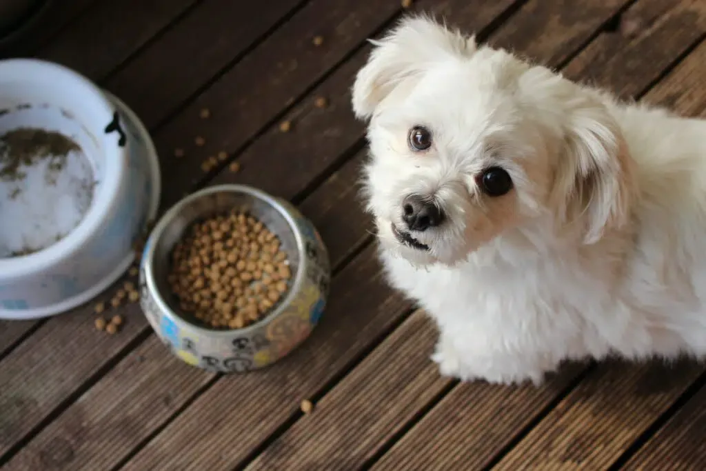 Cesar Dog Food