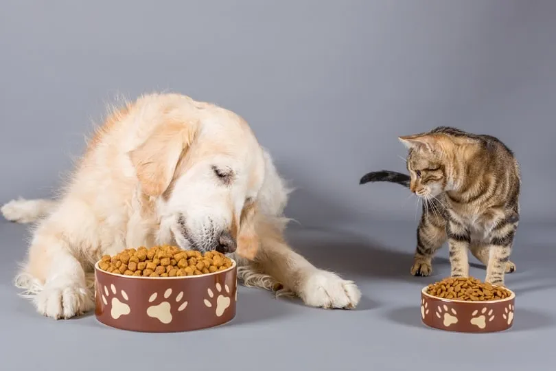 Can Cats Eat Dog Food?