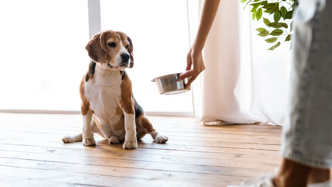 Taste of the Wild Dog Food