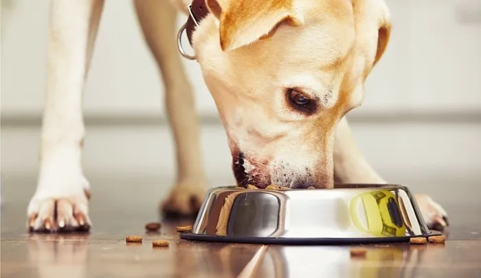 Dog Food Advisor